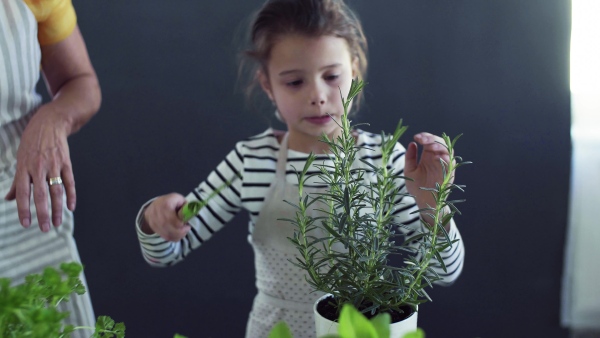 Small girl with unrecognizable mother or grandmother indoors at home, planting herbs.