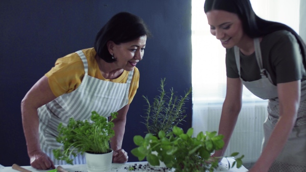 A small girl with mother and grandmother indoors at home, planting herbs.