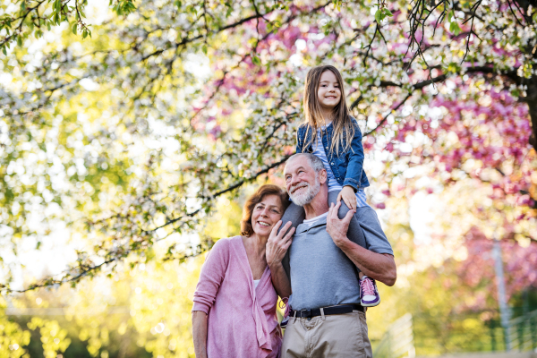 Front view of senior grandparents with small granddaugther standing outside in spring nature.