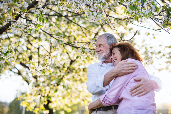 Beautiful senior couple in love on a walk outside in spring nature under blossoming trees, hugging.