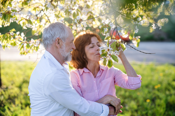 Beautiful senior couple in love on a walk outside in spring nature under blossoming trees, smelling flowers.