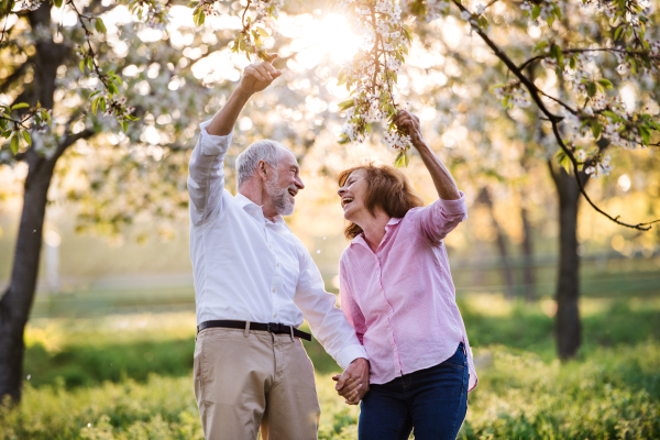 Beautiful senior couple in love on a walk outside in spring nature under blossoming trees, laughing.