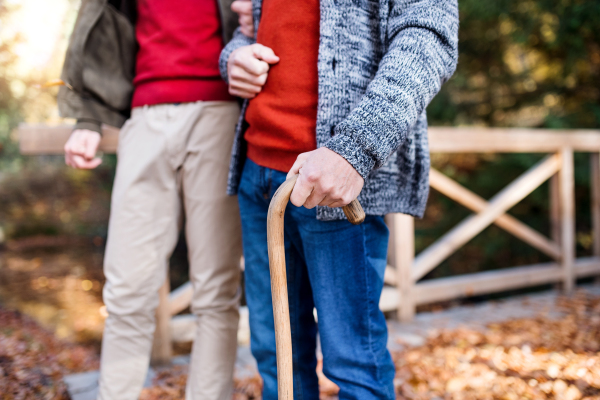 A senior father with walking stick and his son on walk in nature, midsection.