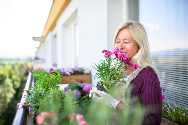 Senior woman gardening on balcony in summer, holding potted flowering plant.