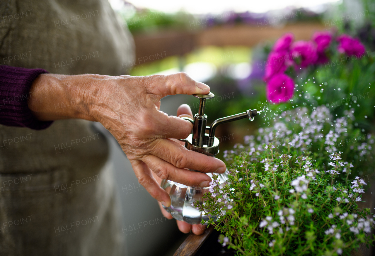 Midsection of unrecognizable senior woman gardening on balcony in summer, spraying plants.