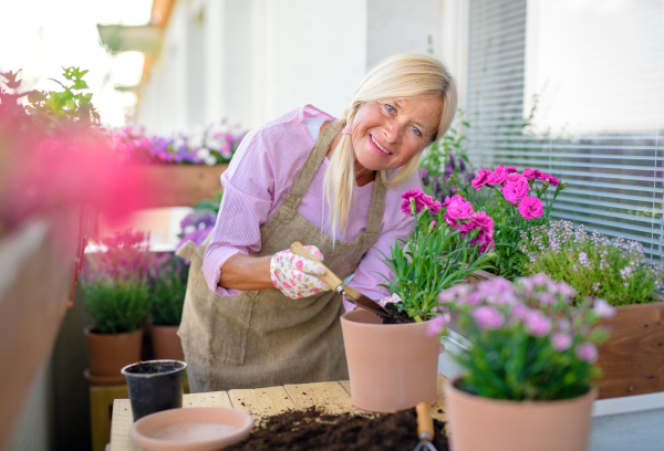 Portrait of senior woman gardening on balcony in summer, planting flowers.