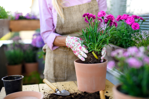 Midsection of unrecognizable senior woman gardening on balcony in summer, planting flowers.