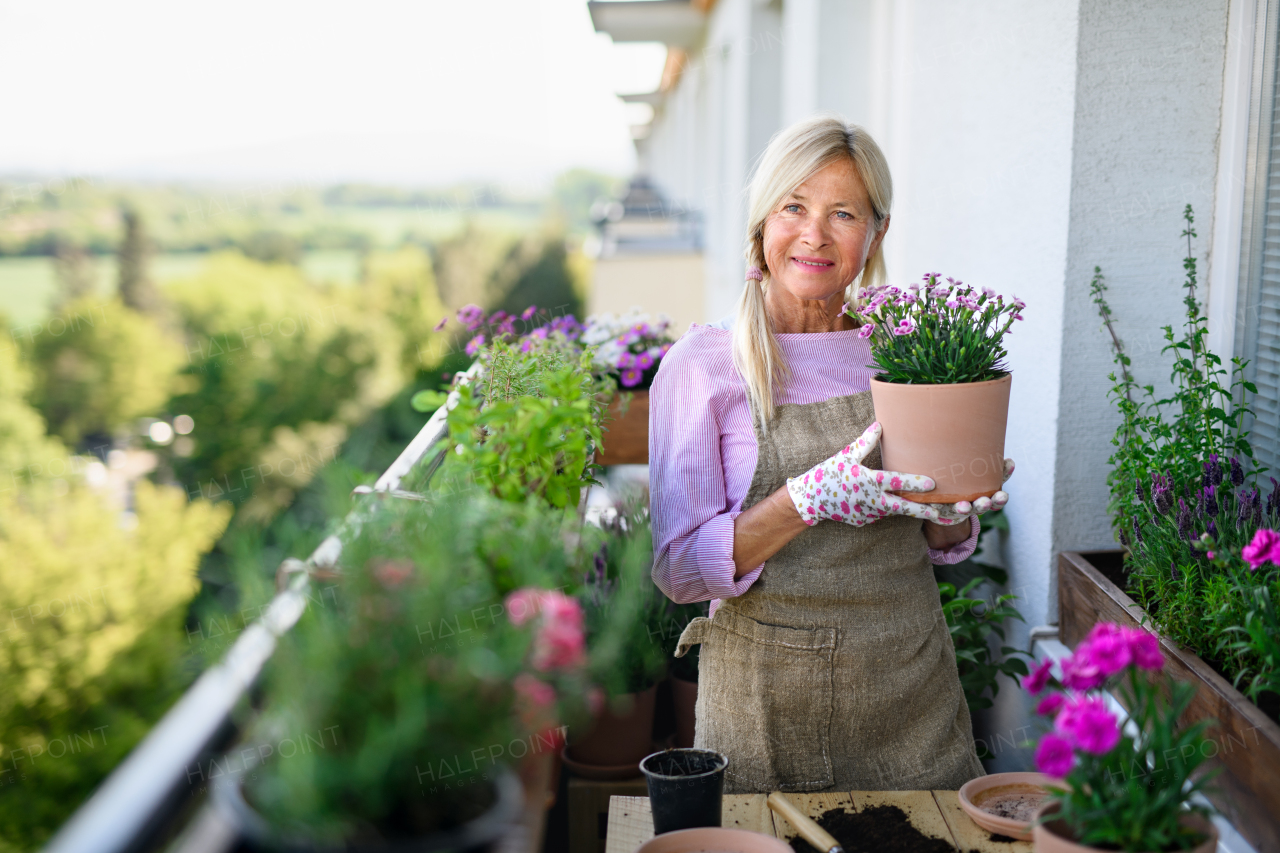 Portrait of senior woman gardening on balcony in summer, planting flowers.