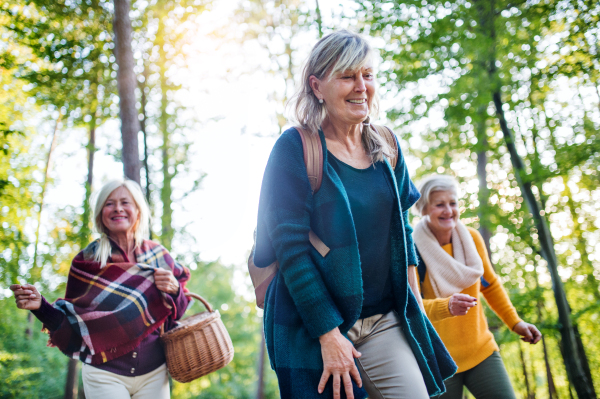 Senior women friends with basket walking outdoors in forest.