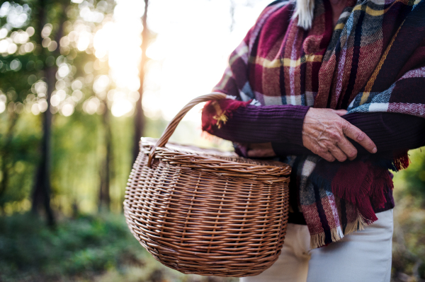 A midsection of senior woman walking outdoors in forest, holding basket.