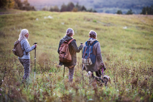 A rear view of senior women friends with dog on walk outdoors in nature.