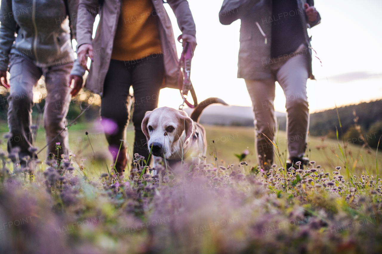 Midsection of senior women friends with dog on walk outdoors in nature at sunset, walking.