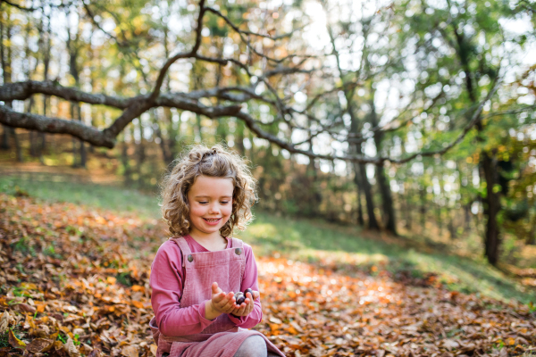 Happy small girl in autumn forest, collecting conkers.