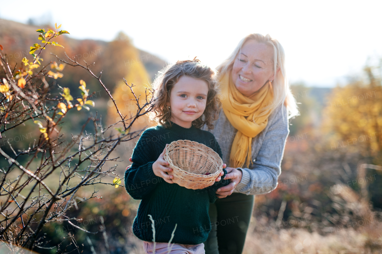 Happy small girl with grandmother collecting rosehip fruit in autumn nature.