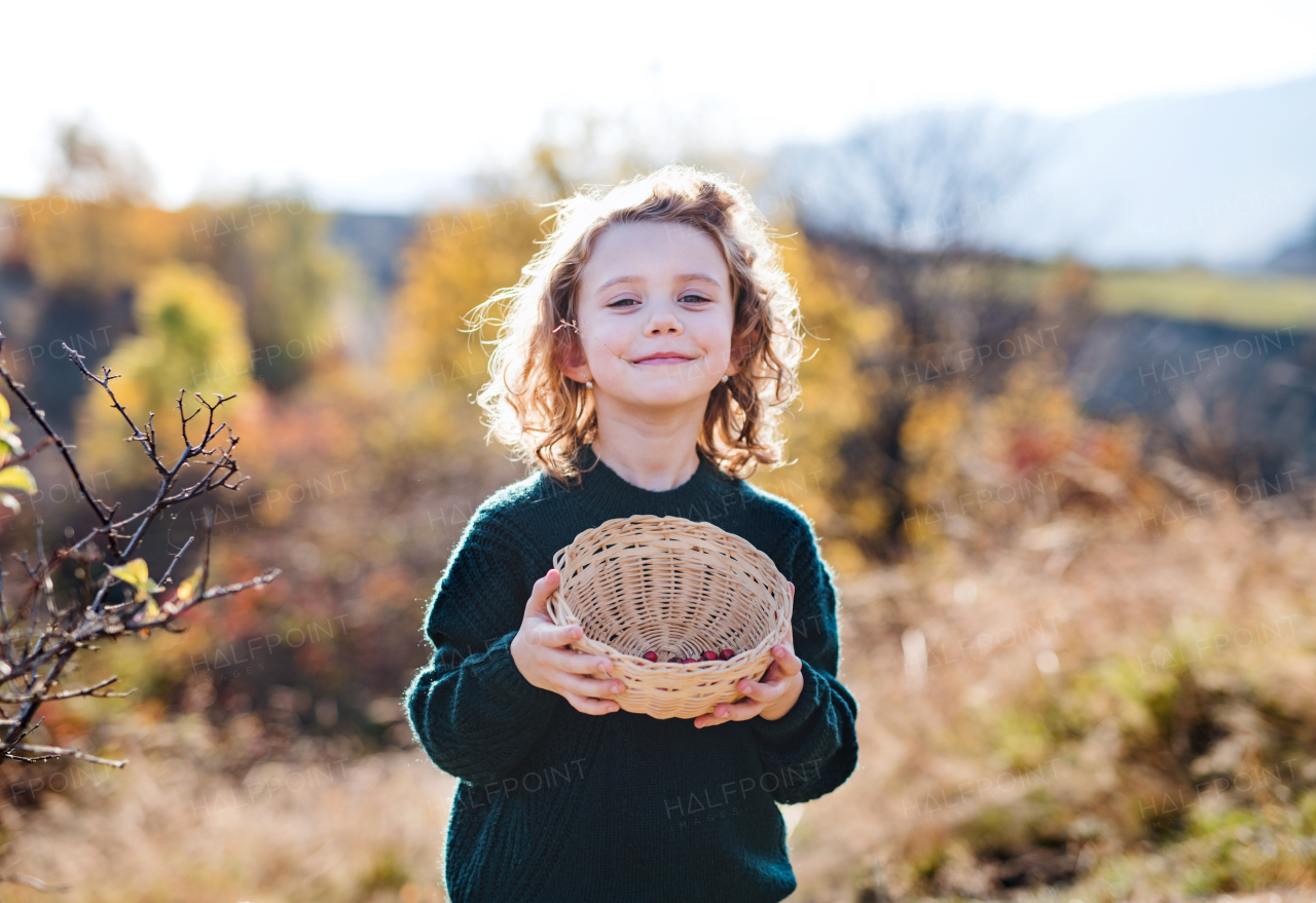 Top view of small girl on a walk in nature, collecting rosehip fruit.