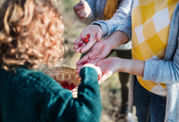 Small girl with unrecognizable mother and grandmother collecting rosehip fruit in autumn nature.