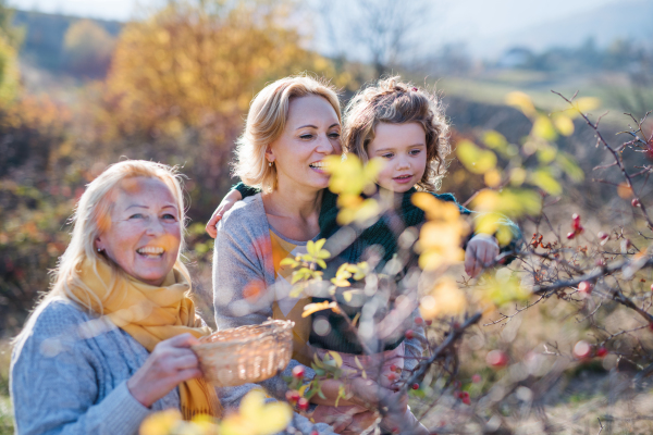 Happy small girl with mother and grandmother collecting rosehip fruit in autumn nature.