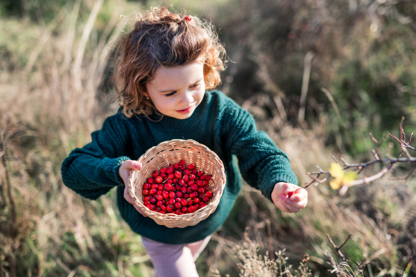 Top view of small girl on a walk in nature, collecting rosehip fruit.