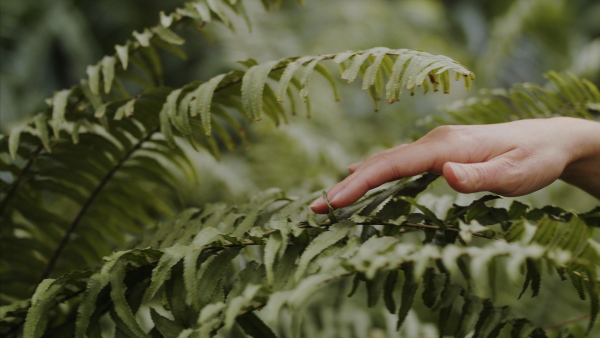 A midsection of female researcher standing in botanical garden, exploring plants.