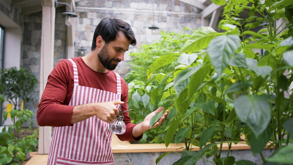 Portrait of man gardener standing in greenhouse, spraying plants with water.