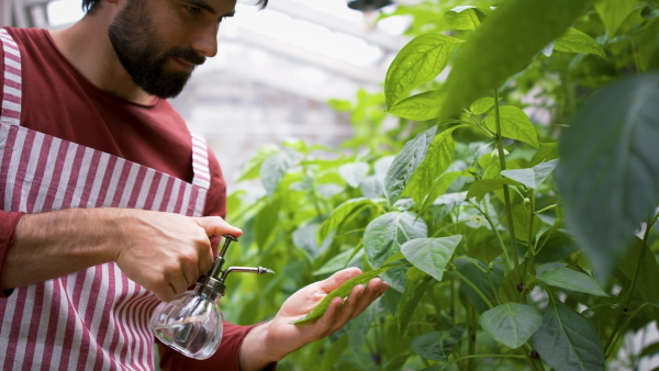 Portrait of man gardener standing in greenhouse, spraying plants with water.