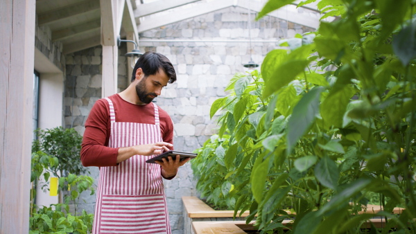 Front view of man gardener with tablet standing in greenhouse, working.