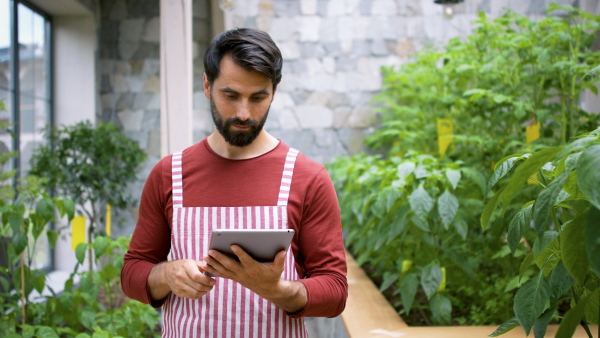 Front view of man gardener with tablet standing in greenhouse, working.