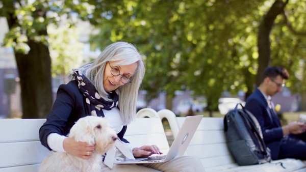 A senior woman with dog sitting and working outdoors on bench in city, using laptop.