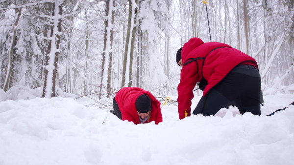 Mountain rescue service on operation outdoors in winter in forest, looking for burried person in snow.