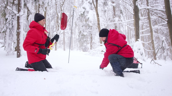 Mountain rescue service on operation outdoors in winter in forest, looking for burried person in snow.