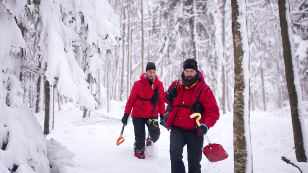 Mountain rescue service on operation outdoors in winter in forest, looking for burried person in snow.