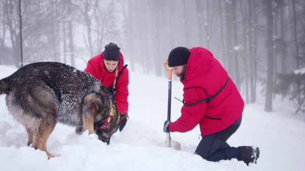 Mountain rescue service with dog on operation outdoors in winter in forest, looking for burried person in snow.