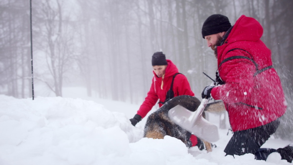 Mountain rescue service with dog on operation outdoors in winter in forest, looking for burried person in snow.