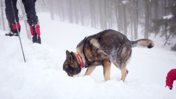 Mountain rescue service with dog on operation outdoors in winter in forest, looking for burried person in snow.