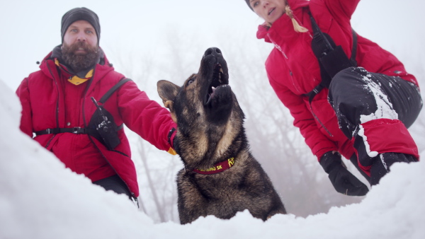 Mountain rescue service with dog on operation outdoors in winter in forest, looking for burried person in snow.