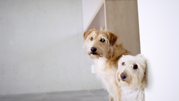 Two pet dogs standing indoors by the wall. Copy space.