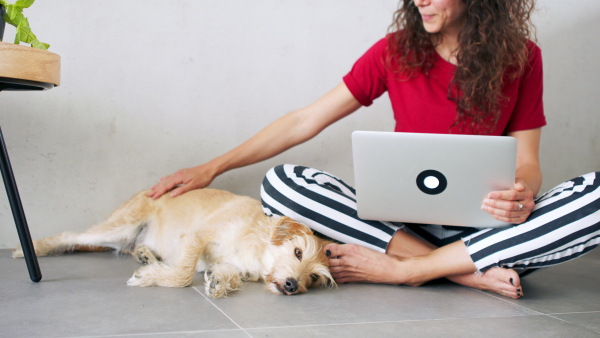 Portrait of woman with pet dog indoors at home, using laptop.