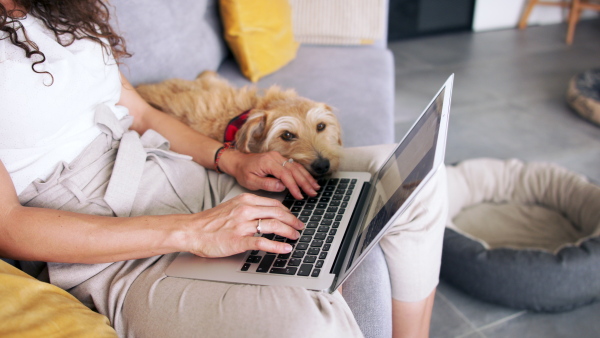 Midsection of unrecognizable woman with pet dog sitting indoors at home, using laptop.