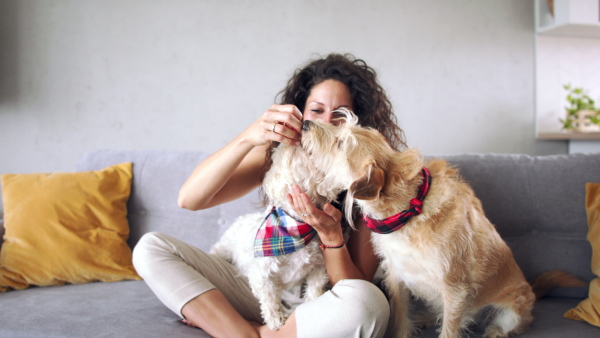 Woman with two pet dogs sitting on sofa indoors at home, resting.