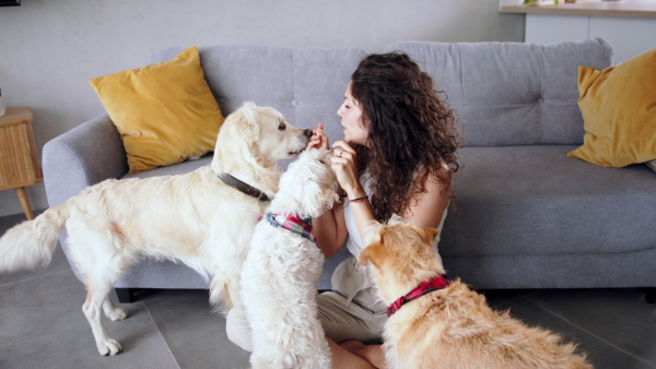 Woman with three pet dogs sitting on sofa indoors at home, resting.