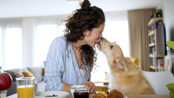 Happy woman with pet dog eating breakfast indoors at home, licking face.