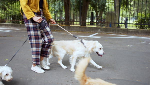 Midsection of unrecognizable woman with three pet dogs outdoors in city, walking.