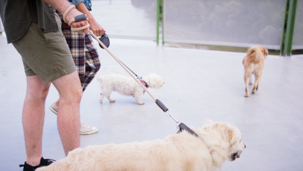 Midsection of unrecognizable couple with three pet dogs outdoors in city, walking.