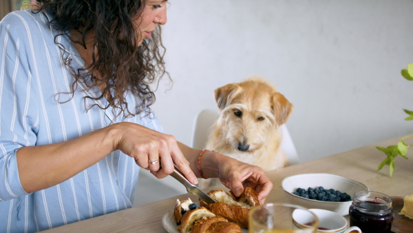 Portrait of woman with pet dog preparing breakfast indoors at home, midsection.