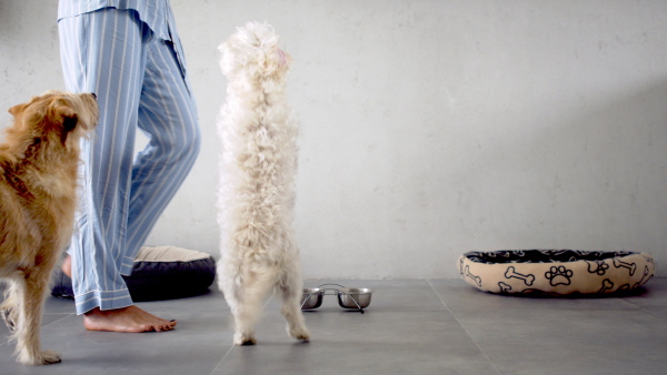 Midsection of unrecognizable woman in pajamas indoors at home, feeding two pet dogs.