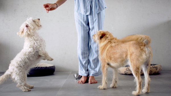 Midsection of unrecognizable woman in pajamas indoors at home, feeding two pet dogs.