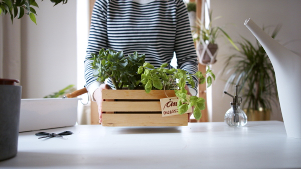 Front view of unrecognizable young woman working at home, plant care concept. Coronavirus concept.