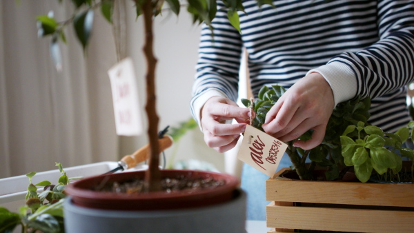 Unrecognizable young woman working at home, plant care concept. Coronavirus concept.