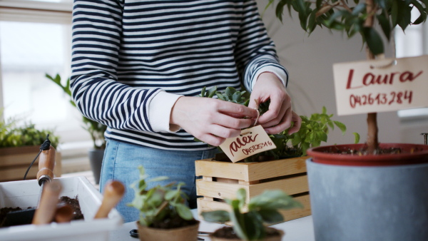 Unrecognizable young woman working at home, plant care concept. Coronavirus concept.