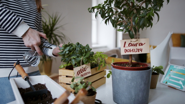 Unrecognizable young woman spraying plants with water working at home, plant care concept.